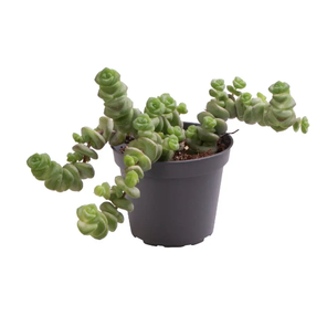 Крассула Хоттентот